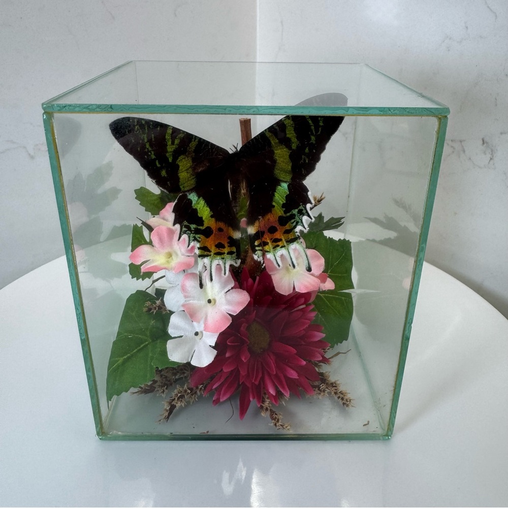 Vintage Glass Display with Sunset Moth Butterfly and Flowers
